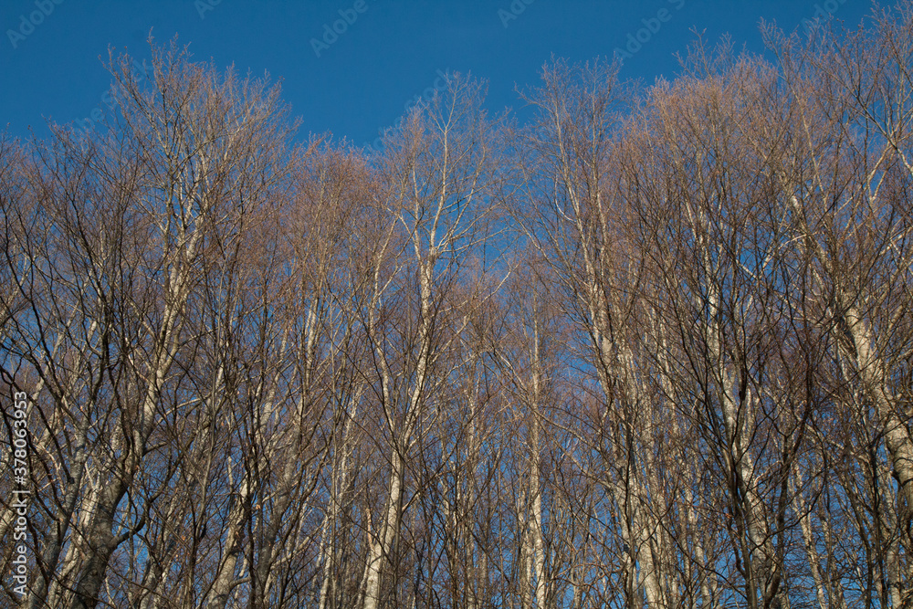 alberi di un bosco fitto