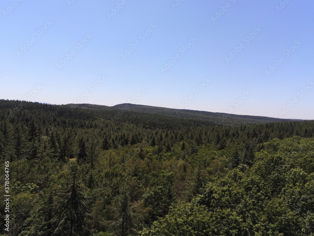 Forêt de sapin en Bourgogne, vue aérienne