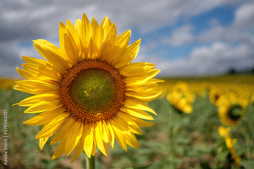 A closeup of a  sunflower in a sunny day