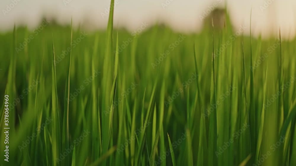Close up of cinematic green grass rice field view, swaying in the wind in slow motion over sunrise or sunset sky background, the camera moving from left to right along the field. Close up of cinematic green grass rice field view, swaying in the wind in slow motion over sunrise or sunset sky background, the camera moving from left to right along the field.