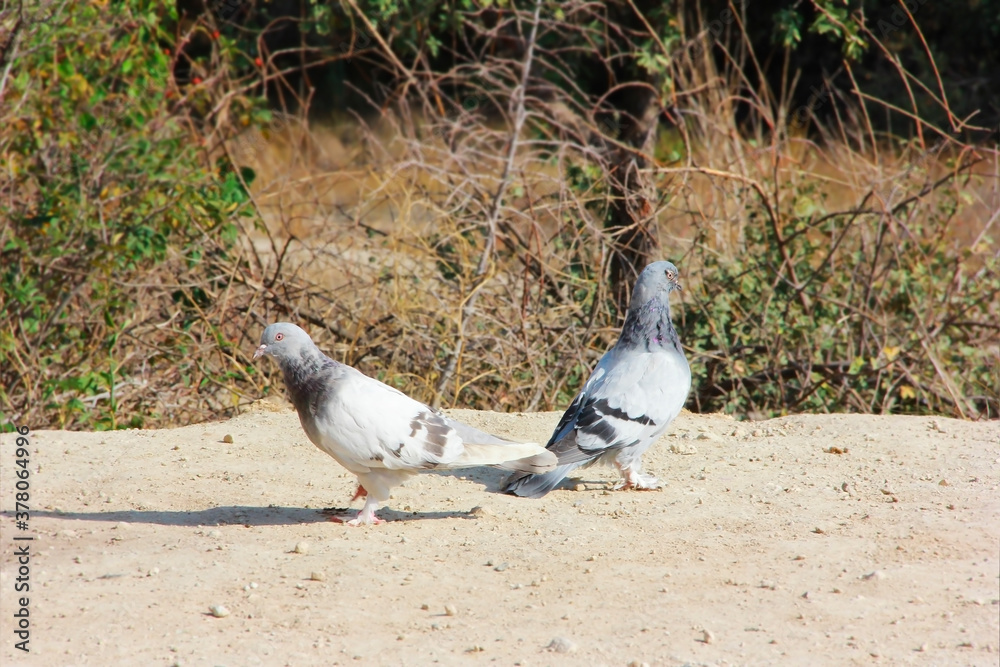 Obraz premium wild birds pigeons sit on the a ground