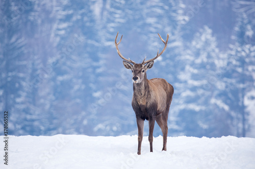 Deer in beautiful winter landscape with snow and fir trees in the background. 