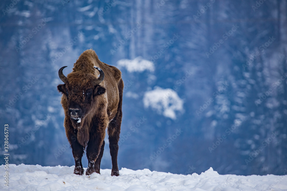 Bison in heavy winter and snow. 