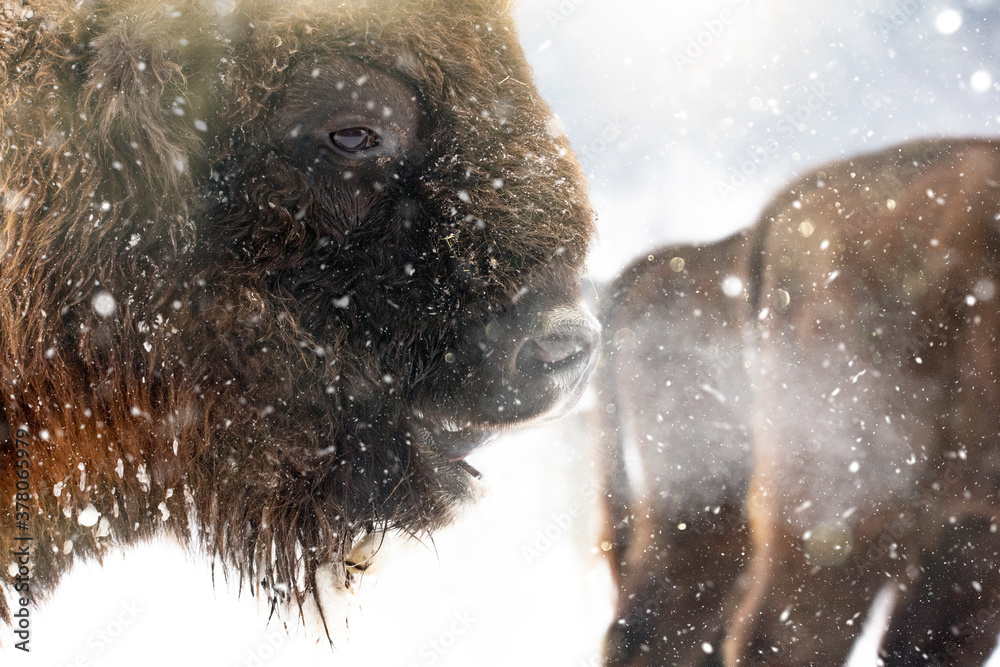 Bison in heavy winter and snow. Bison in heavy winter and snow.