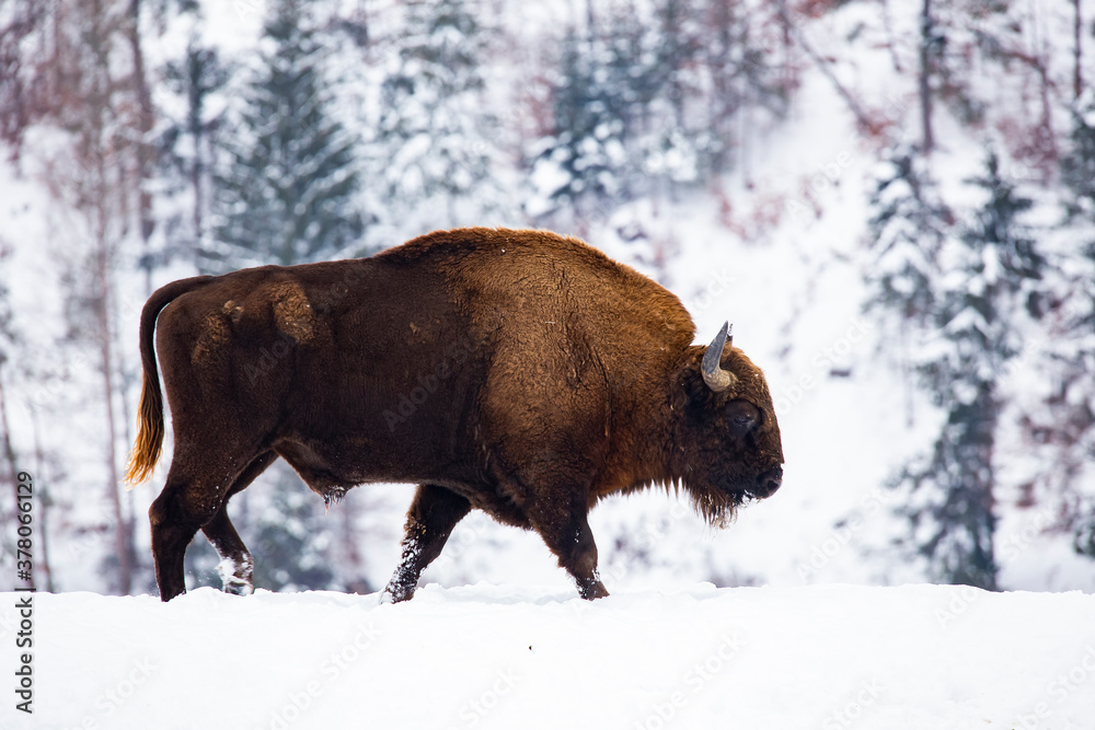 Bison in heavy winter and snow. Bison in heavy winter and snow.