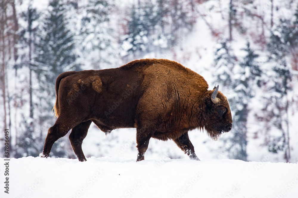 Bison in heavy winter and snow. Bison in heavy winter and snow.