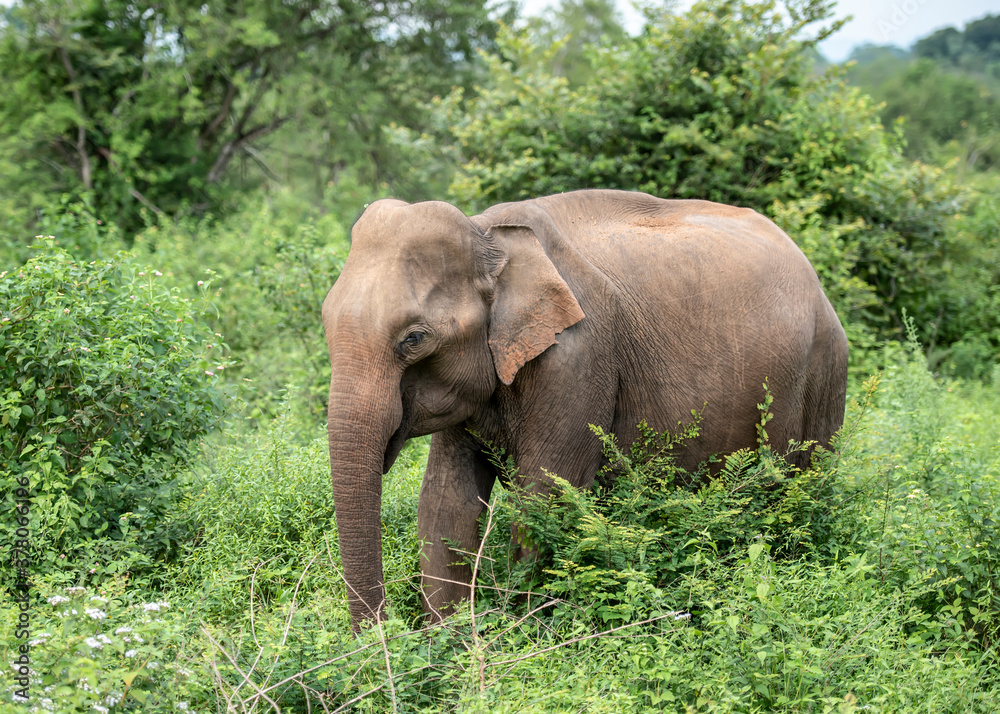 Elephant in the Udawalawe National Park on the island of Sri Lanka