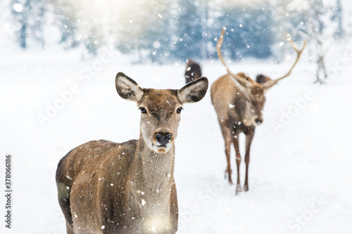 Deer in beautiful winter landscape with snow and fir trees in the background. 