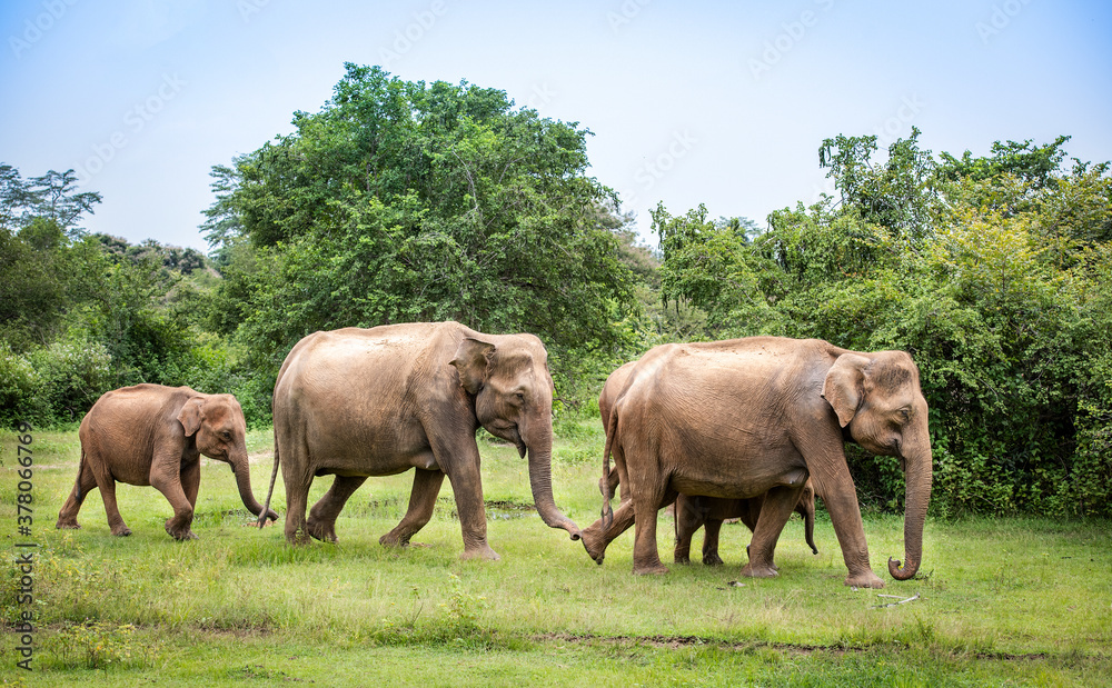 Fototapeta premium Elephants with baby elephant in the Udawalawe National Park on the island of Sri Lanka