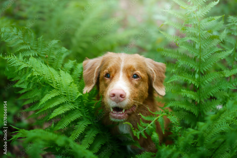 dog in the fern. Nova Scotia Duck Tolling Retriever in the forest. Tropics. Traveling with your pet