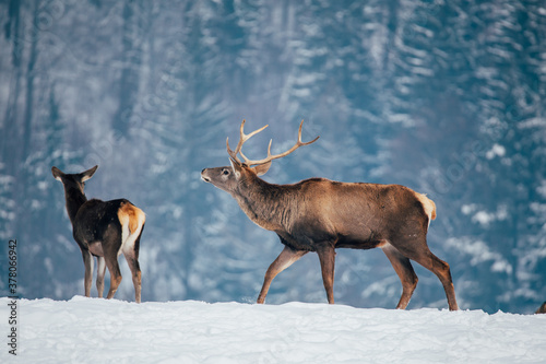 Deer in beautiful winter landscape with snow and fir trees in the background. 