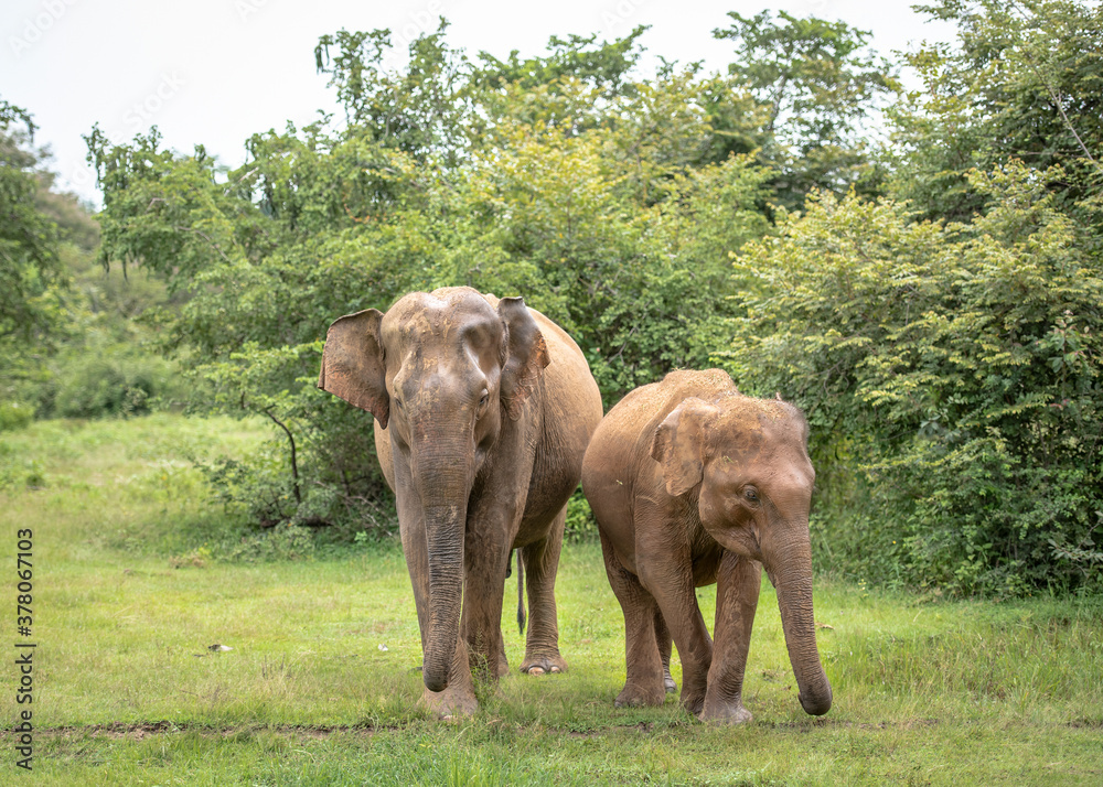 Elephant with baby elephant in the Udawalawe National Park on the island of Sri Lanka