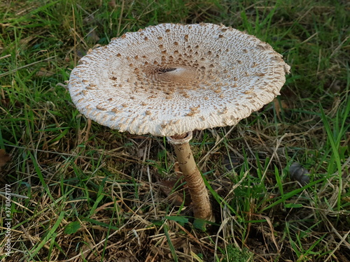 Quadro su tela The parasol mushroom (Macrolepiota procera or Lepiota procera) is a basidiomycete fungus with a large, prominent fruiting body resembling a parasol