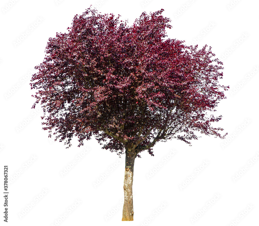 Obraz premium Red tree on a white background.