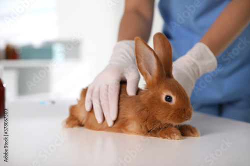 Professional veterinarian examining bunny in clinic, closeup