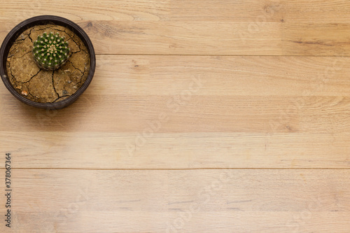 potted globe cactus isolated on wood table