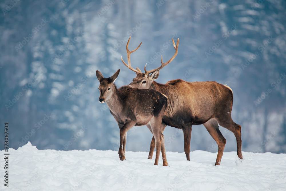 Deer in beautiful winter landscape with snow and fir trees in the background. Deer in beautiful winter landscape with snow and fir trees in the background.