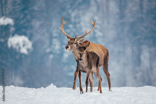 Deer in beautiful winter landscape with snow and fir trees in the background.  © belyaaa