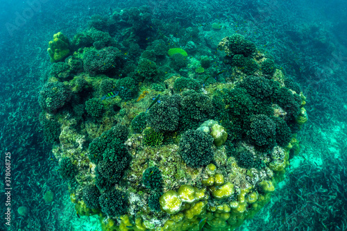 Shallow coral reefs of Phi Phi Island Krabi Province, Thailand