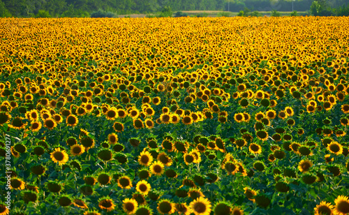 sunflower - bright field with yellow flowers, beautiful summer landscape