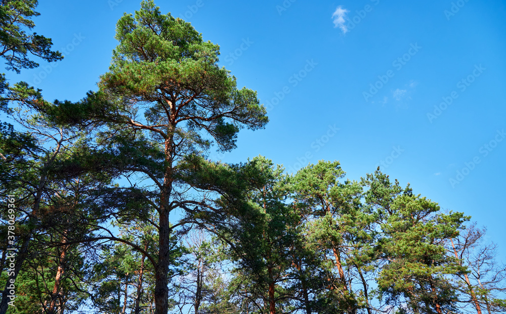 Obraz premium forest on a bright day - beautiful autumn landscape and wildlife