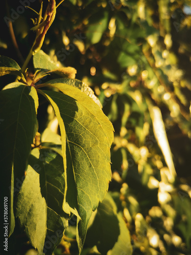 Subtelne duże liście winobluszcza skąpane w zachodzącym słońcu.