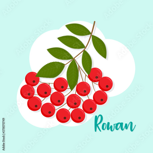 Rowanberry branch isolated vector illustration. Perfect as a design element for postcards, invitations, t-shirt prints and wall art. Vector illustration