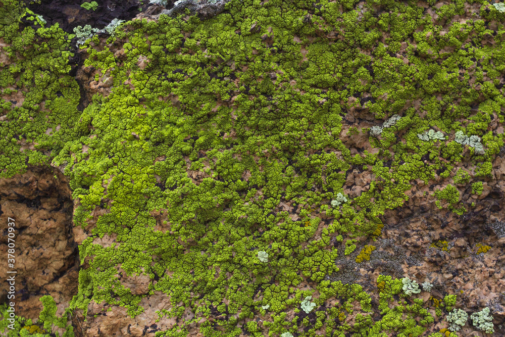 Background of mountain rock with bright green lichen, stone texture close up Background of mountain rock with bright green lichen, stone texture close up