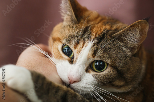 Cute funny redhed ginger cat bites man's hand. photo