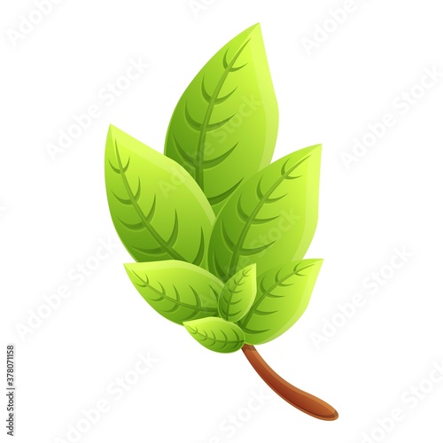 Basil aroma icon. Cartoon of basil aroma vector icon for web design isolated on white background