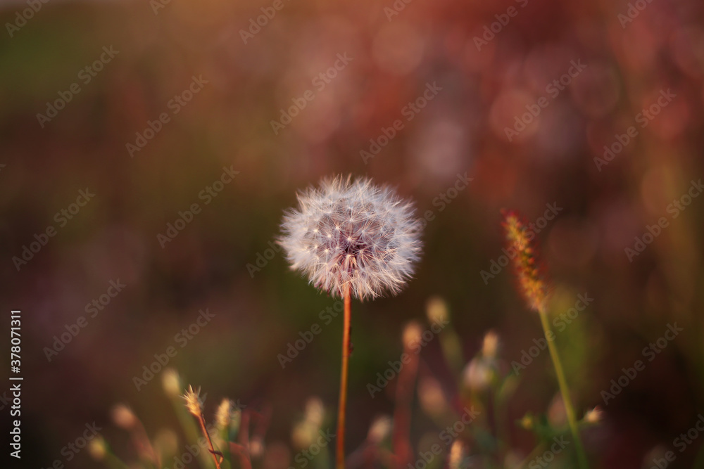 An autumn dandelion in a field illuminated by the warm evening sunlight.