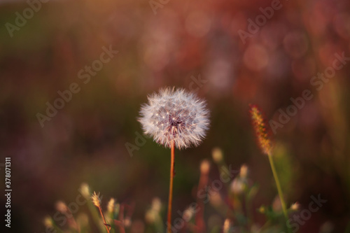 An autumn dandelion in a field illuminated by the warm evening sunlight.