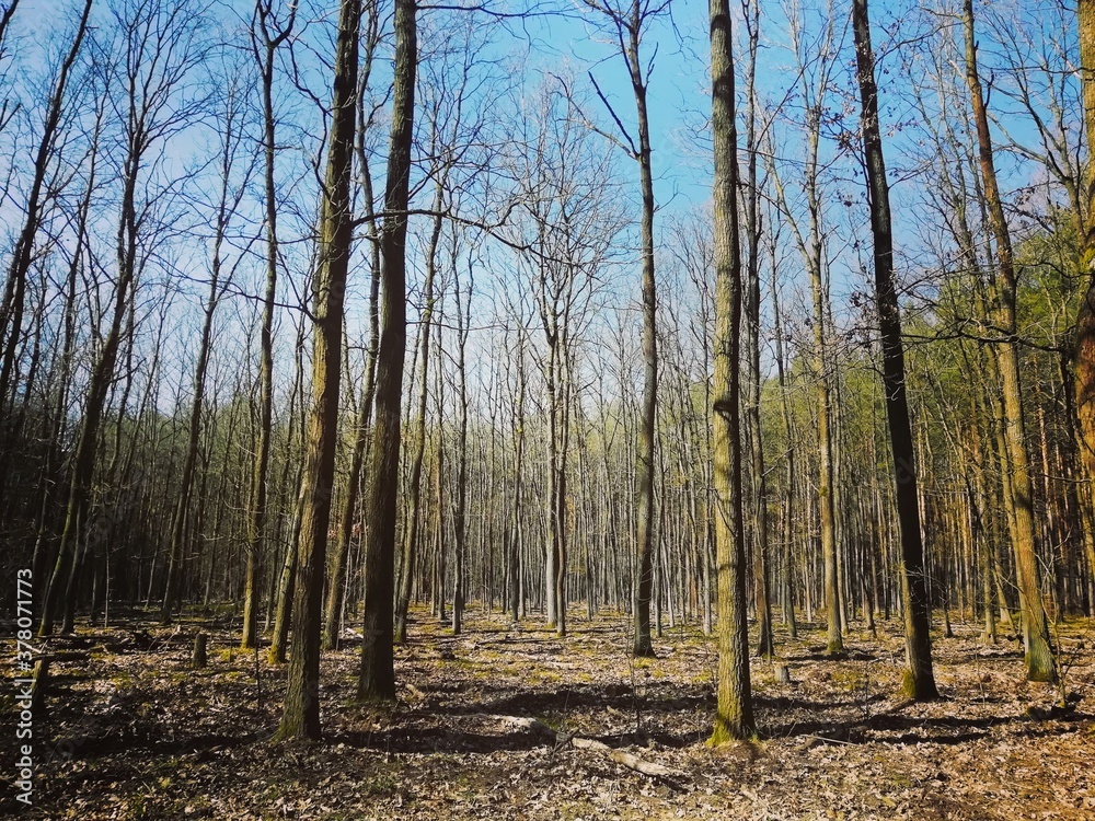 Deciduous forest in early spring 