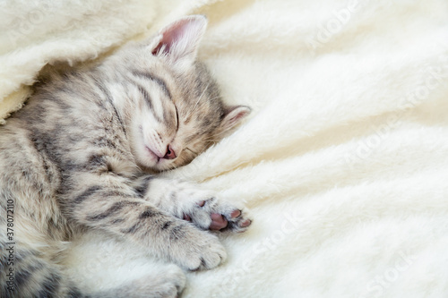 Gray striped kitten. Beautiful striped kitten sleeps on soft fluffy beige plaid. Cozy home with pet cat, animal baby. Top view with copy space. Sleeping cat closeup portrait.