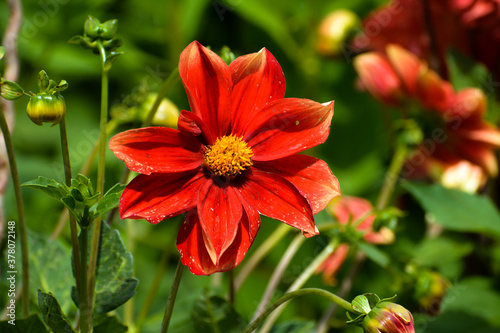 This type of dahlia is called carnelian because of its color.