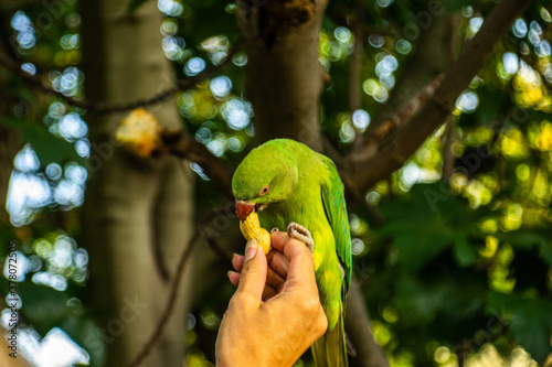 Photo of a green bird eating a peanut from a woman´s hand in the park. Colorful bird