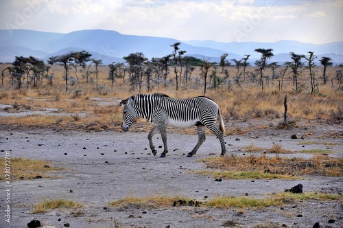 Zebra Granta  Equus quagga boehmi  zwana te   zebr   r  wnikow  . Rezerwat Buffalo Springs  Kenia 