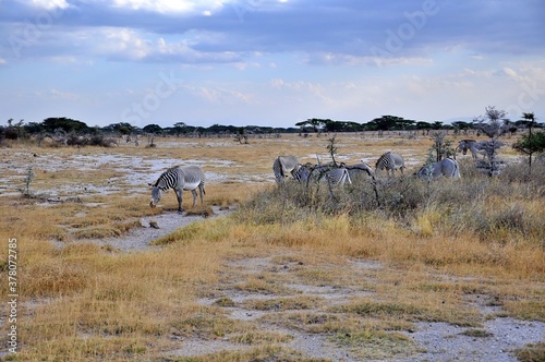 Zebry Granta (Equus quagga boehmi) zwane też zebrami równikowymi. W tle antylopy oryx. Wieczór, rezerwat Buffalo Springs (Kenia)