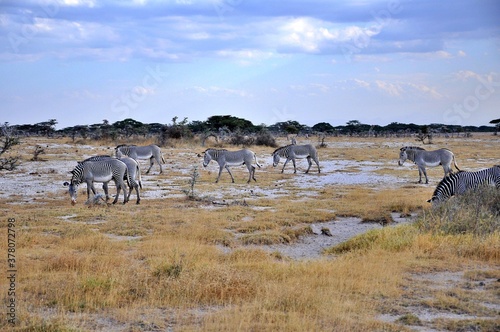 Zebry Granta (Equus quagga boehmi) zwane też zebrami równikowymi. W tle antylopy oryx. Wieczór, rezerwat Buffalo Springs (Kenia) photo