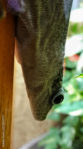 A striated day gecko climbs headlong down a pole. photo