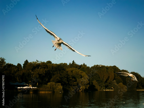 Black-headed gull - Chroicocephalus ridibundus flies straight towards the photographer. A nice flight study.