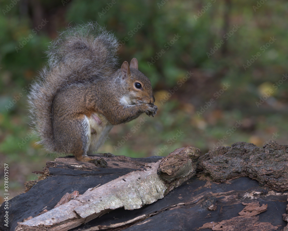 Eastern gray squirrel,Sciurus carolinensis Eastern gray squirrel,Sciurus carolinensis