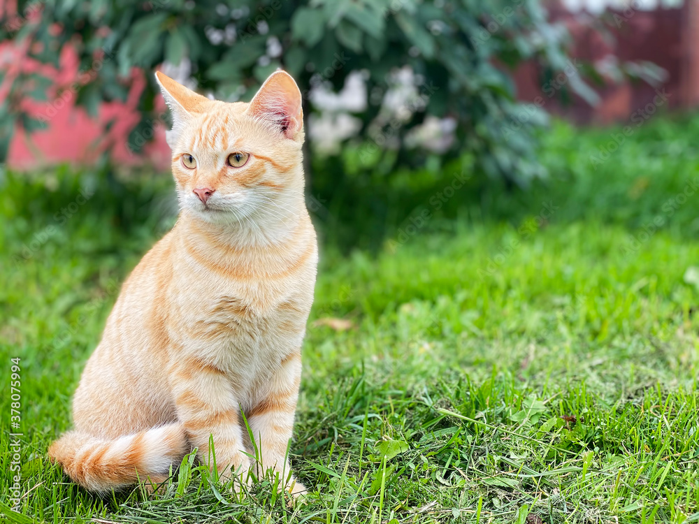 Beautiful red cat sits on a green grass. Outdoor. Copy space