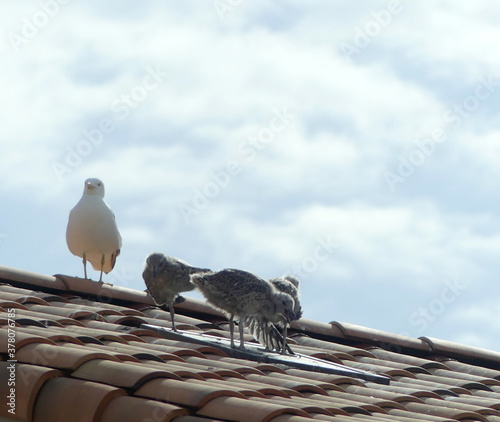 La mouette et ses petits