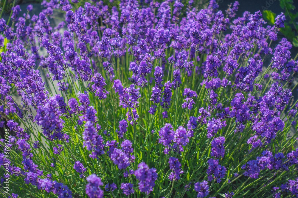 Naklejka premium ラベンダー畑 クロースアップ / 北海道札幌市