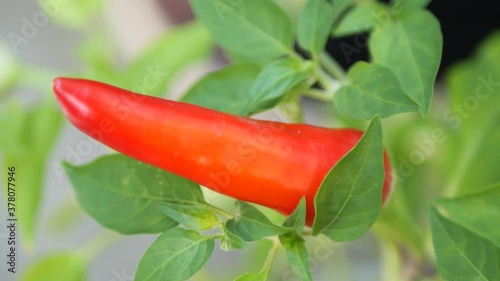 Growing Chili Pepper Plant with Red small Chilies Homegrown in a Garden - Close Up photo