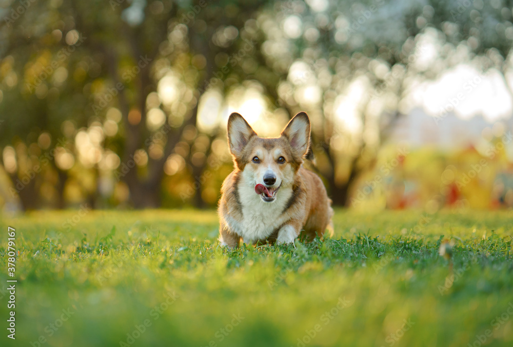 portrait dog . Welsh corgi pembroke in nature, on the grass portrait dog . Welsh corgi pembroke in nature, on the grass