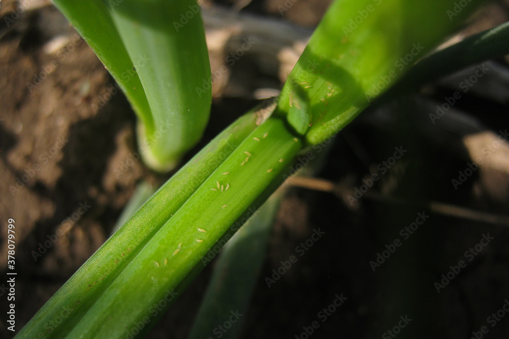 Fototapeta premium plant pests. onion tobacco thrips.
