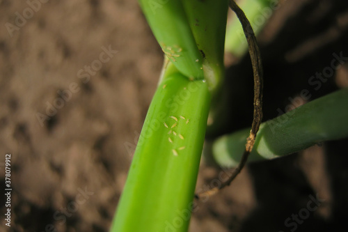 plant pests. onion tobacco thrips.