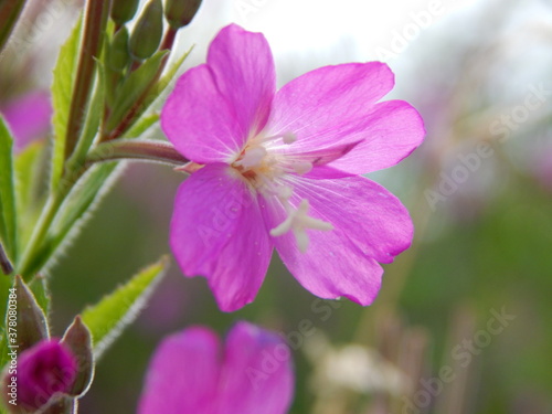 close up of pink flower